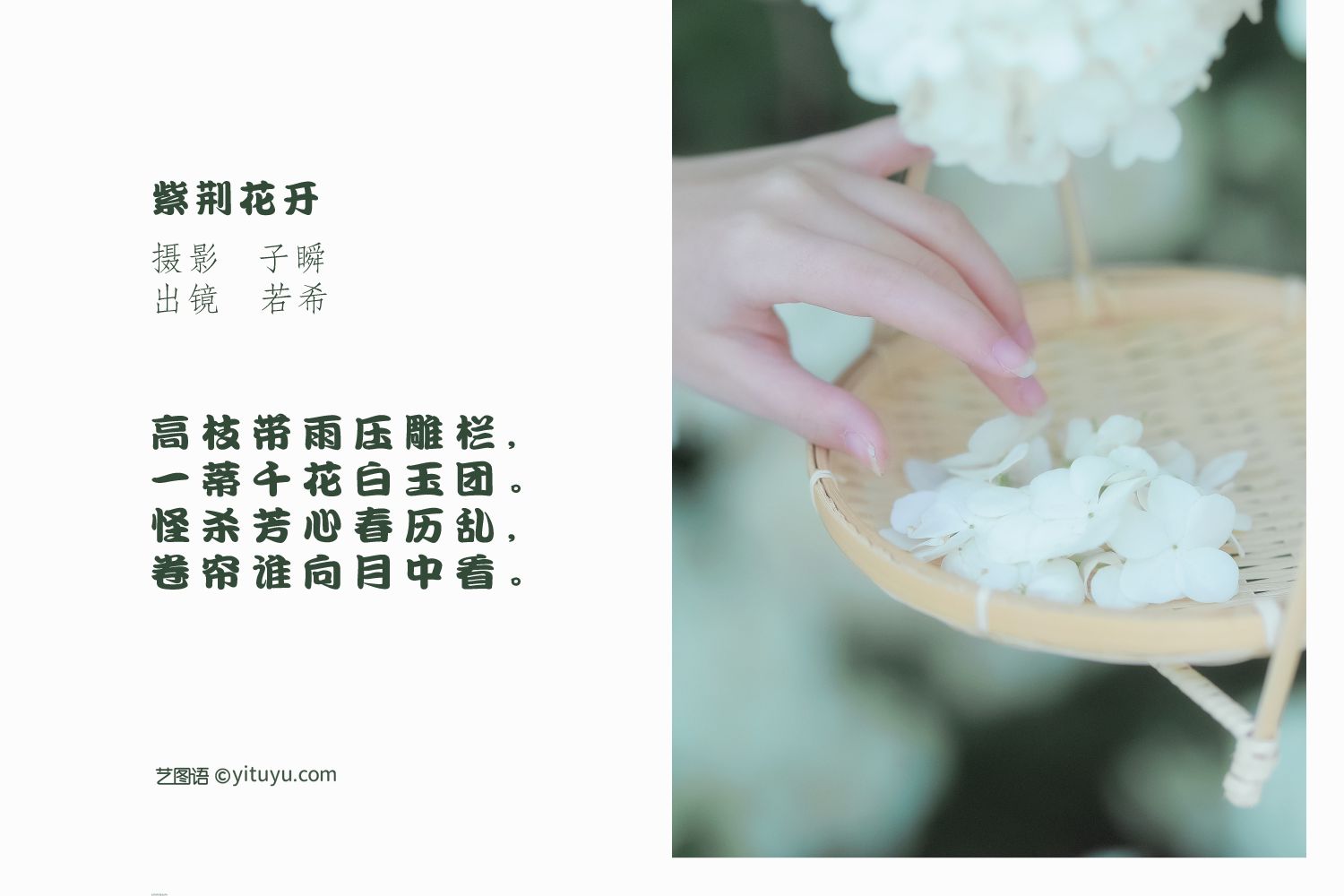 图片[2]-紫荆花开-COS世界